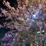 ヒメ日記 2026/03/21 02:06 投稿 いろは 横浜関内人妻城