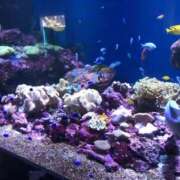 ヒメ日記 2026/01/17 02:01 投稿 らいち 石川金沢ちゃんこ