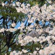 ヒメ日記 2026/04/04 08:47 投稿 えみ 道玄坂クリスタル