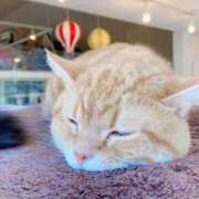 ヒメ日記 2026/02/21 12:16 投稿 隣のメイ 人妻ジャンキー