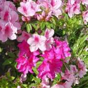 ヒメ日記 2026/05/14 15:26 投稿 穂香（ほのか） Miss&Mrs(ミス＆ミセス)
