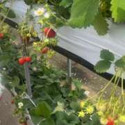 ヒメ日記 2026/03/08 17:01 投稿 ちなつ あふたーすくーる本店