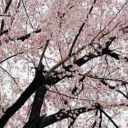 ヒメ日記 2026/03/27 11:25 投稿 るみ モアグループ川越人妻花壇