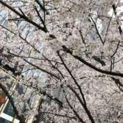 ヒメ日記 2026/04/01 12:35 投稿 泉 素人妻達☆マイふぇらレディー