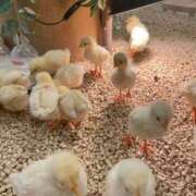 ありあ びっくりした… 熟女の風俗最終章 仙台店