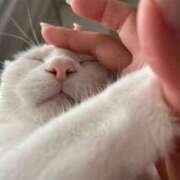 ヒメ日記 2026/04/08 07:32 投稿 莉桜/りお　centu STYLISH BACH