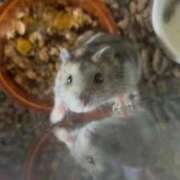 ヒメ日記 2026/02/03 23:02 投稿 恋伯 るる しゃせきょっ!XX教育される制服女子たち