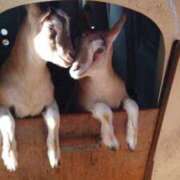 ヒメ日記 2026/02/26 03:36 投稿 友（とも）☆☆☆ Miss&Mrs(ミス＆ミセス)