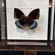 ヒメ日記 2026/03/07 14:58 投稿 しう 変態なんでも鑑定団