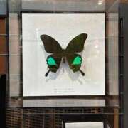 ヒメ日記 2026/03/16 18:06 投稿 しう 変態なんでも鑑定団