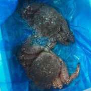 ヒメ日記 2026/03/02 18:57 投稿 れいら 優しいM性感 五反田