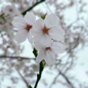 ヒメ日記 2026/04/05 06:45 投稿 千葉 MadameRest(マダムレスト)