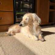 ヒメ日記 2026/01/24 19:52 投稿 まゆ◇衝撃的なモデル系美女◇ H-ash（アッシュ）