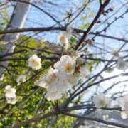 ヒメ日記 2026/02/15 23:09 投稿 まお 西船巨乳ぽっちゃり　乳神さま