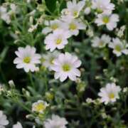 ヒメ日記 2026/01/19 20:00 投稿 はるか 品川ミセスアロマ（ユメオト）