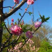 はるか お礼と次回出勤予定🍭 品川ミセスアロマ（ユメオト）