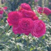 ヒメ日記 2026/02/06 20:14 投稿 上杉アミン(うえすぎあみん) 五十路マダムエクスプレス厚木店(カサブランカグループ)