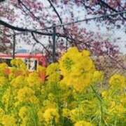 ヒメ日記 2026/03/17 08:50 投稿 上杉アミン(うえすぎあみん) 五十路マダムエクスプレス厚木店(カサブランカグループ)