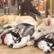 まゆ 出勤🌟 チョコメロ