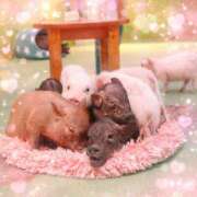 ヒメ日記 2026/03/13 18:10 投稿 まゆ チョコメロ