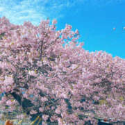 ヒメ日記 2026/04/05 17:00 投稿 まゆ チョコメロ