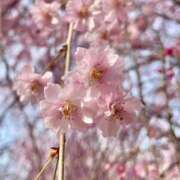 ヒメ日記 2026/03/22 09:48 投稿 つばさ 横浜人妻ヒットパレード（シンデレラグループ）