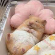 神楽坂くれあ ‪‪❤︎‬ ブルーバード