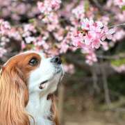 森永つかさ 満開宣言 癒しのマダム