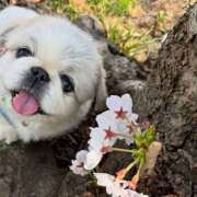 ヒメ日記 2026/04/12 06:06 投稿 森永つかさ ワイフセレクション