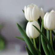 奥野　ゆり THX 汝々艶 梅田店