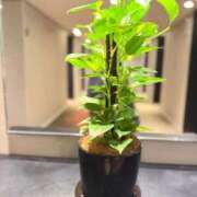 ヒメ日記 2026/01/27 03:00 投稿 花園つくし 新ハイブリッドエステ エクスタシーPLUS