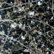 かすみ こんにちは モアグループ神栖人妻花壇