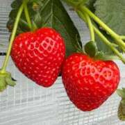 ヒメ日記 2026/01/17 12:53 投稿 あかね 人妻熟女の秘密の関係太田足利店