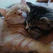 ヒメ日記 2026/02/02 23:13 投稿 あかね 人妻熟女の秘密の関係太田足利店