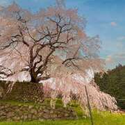 ヒメ日記 2026/03/21 12:04 投稿 ゆり オースリー