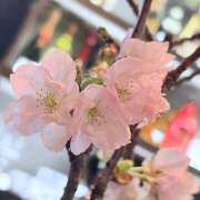 ヒメ日記 2026/04/04 12:17 投稿 ゆり オースリー