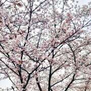 ヒメ日記 2026/04/07 11:56 投稿 ゆり オースリー