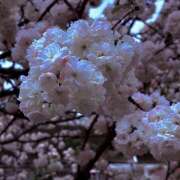 ヒメ日記 2026/04/10 12:00 投稿 ゆり オースリー