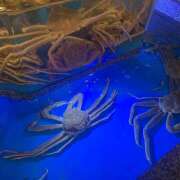 ヒメ日記 2026/04/14 12:10 投稿 響 オースリー