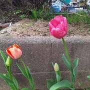 ヒメ日記 2026/03/31 16:11 投稿 ふたば 成田人妻花壇