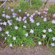 ヒメ日記 2026/04/02 16:58 投稿 ふたば 成田人妻花壇