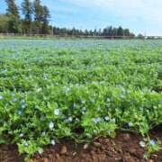ヒメ日記 2026/04/12 12:53 投稿 ふたば 成田人妻花壇