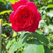 ヒメ日記 2026/04/27 09:27 投稿 ふたば 成田人妻花壇