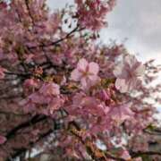 ヒメ日記 2026/03/08 08:34 投稿 まいか 元町奥さま