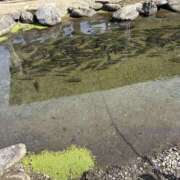 ヒメ日記 2026/04/07 19:30 投稿 ましろ 栃木小山ちゃんこ