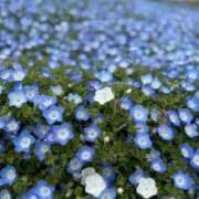 ヒメ日記 2026/04/22 07:25 投稿 ましろ 栃木小山ちゃんこ