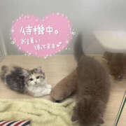 ヒメ日記 2026/06/24 19:21 投稿 ましろ 栃木小山ちゃんこ