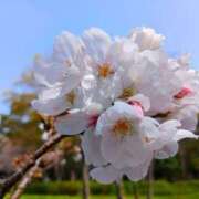 ヒメ日記 2026/04/12 12:21 投稿 大原れいこ クラブレア南大阪