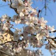 ヒメ日記 2026/04/04 22:02 投稿 みさき(魅惑の美女) おクンニ天国～Rising Group～