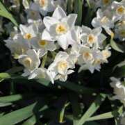 ヒメ日記 2026/03/16 08:54 投稿 あずさ 佐賀人妻デリヘル 「デリ夫人」